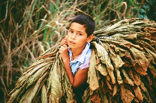 La industria tabacaleras financia los programas de la Asociación Conciencia con un ínfima parte de lo que se ahorra con la explotación de menores en los cultivos de tabaco.