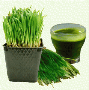 wheatgrass