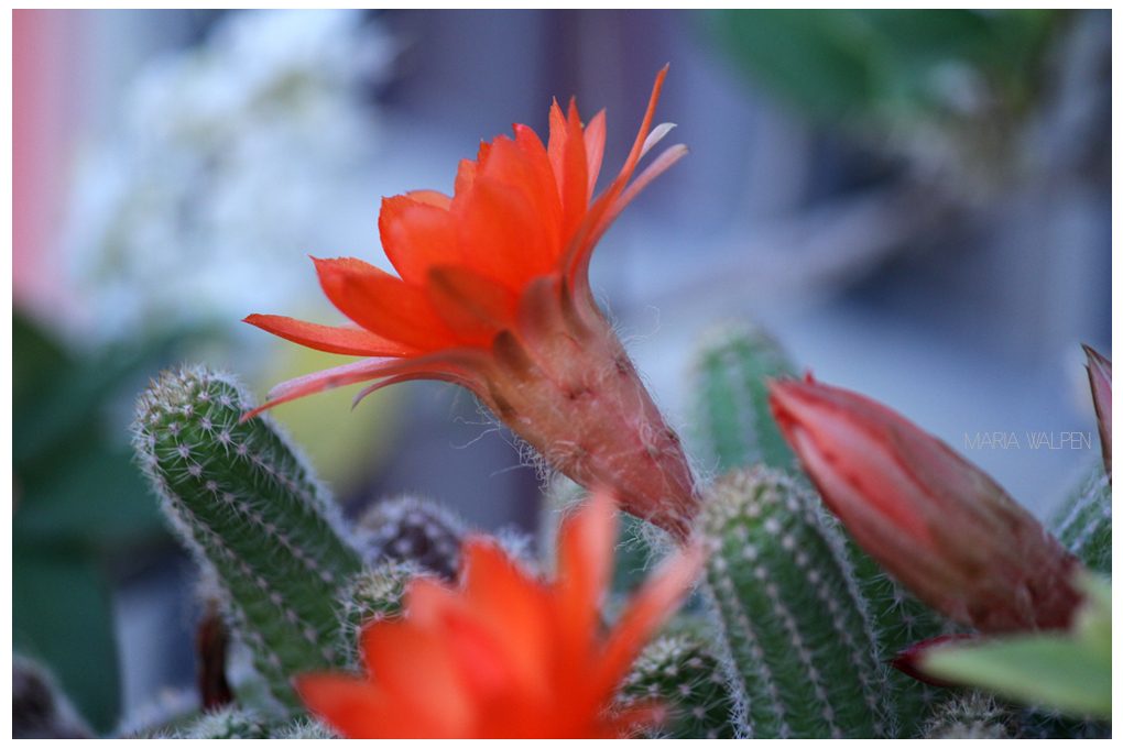 Flor cactus3