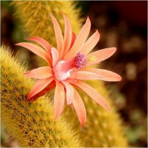 Atractiva flor de cactis